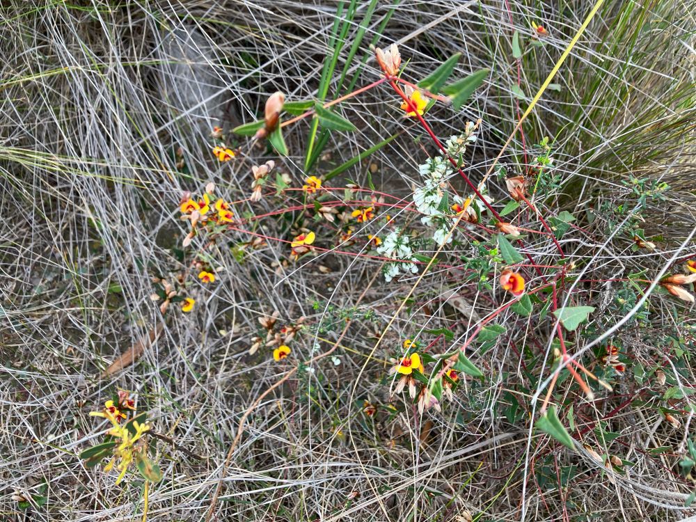 An assortment of spectacular Indigenous flowers seen on the Anglesea heathland. 