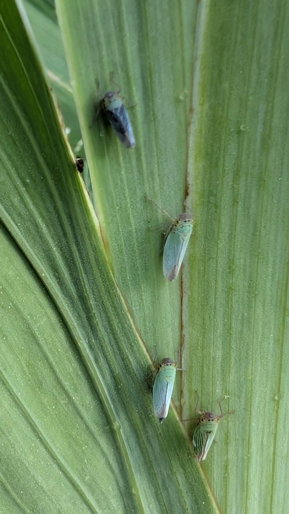 4 cicadelles vertes sur des feuilles de glaïeuls.
4 green leafhoppers on gladiolus leaf.