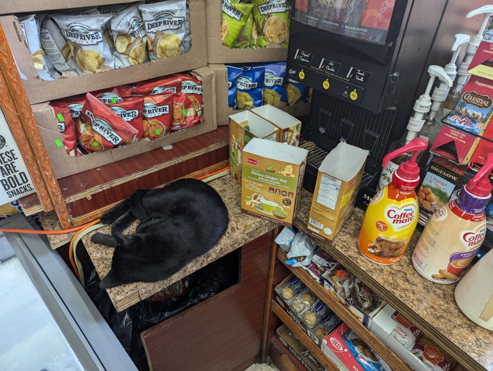 black bodega cat sleeping on coffee station