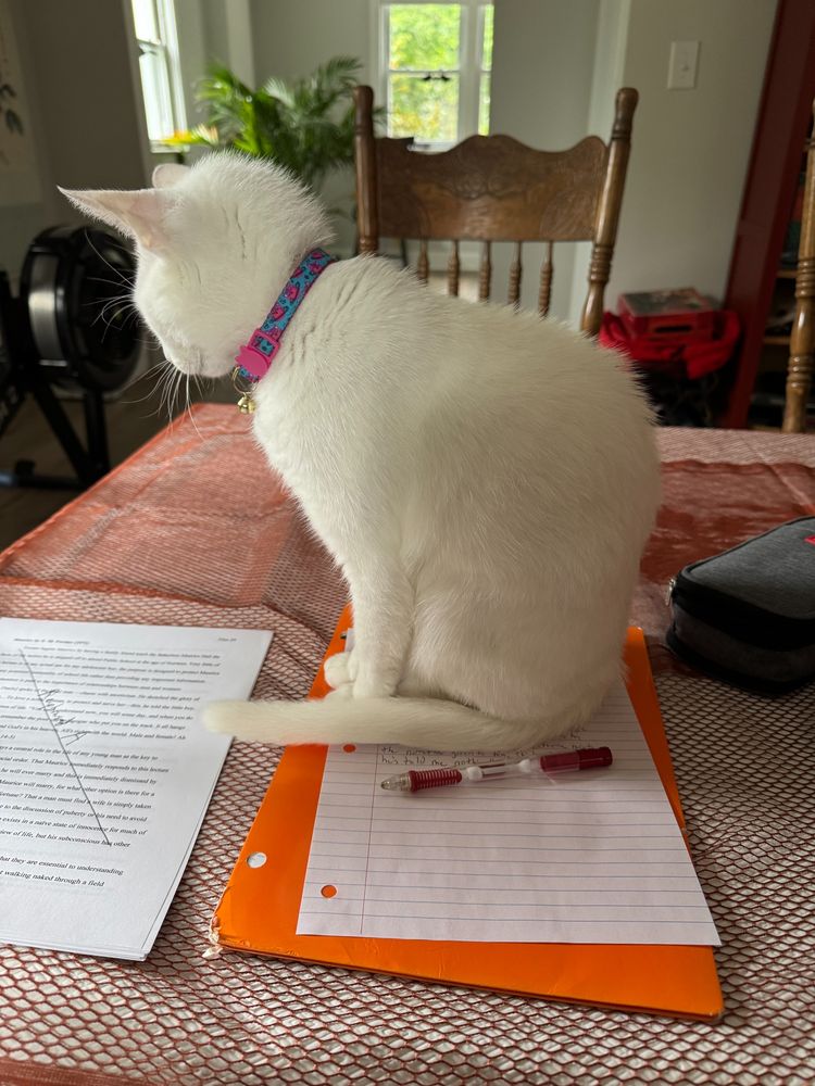 A white cat sitting on a piece of paper