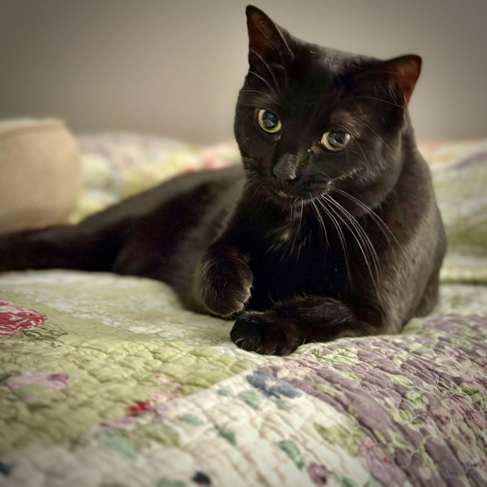 Black cat lying on a bed, one paw slightly raised.