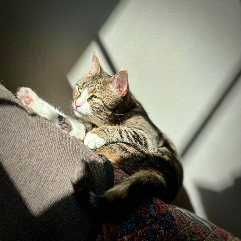 Tabby cat lying on the back of a couch basking in a sunbeam.