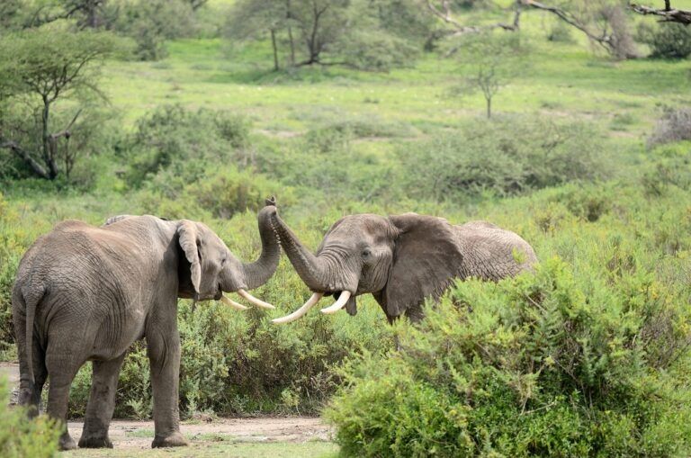 Samba, France’s last circus elephant, has found a permanent home at Richter Safari Park in Nagykőrös (central Hungary), wrote the park in a statement.