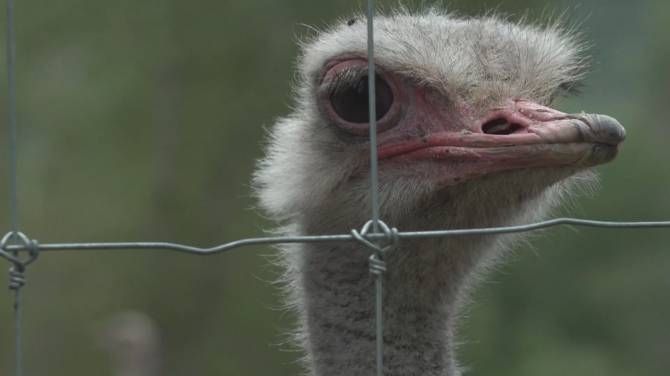 WATCH: The case that will decide the fate of a flock of ostriches at a Kootenay farm was argued before the Federal Court of Appeal in Ottawa on Tuesday. Victoria Femia reports. – Jun 23, 2025