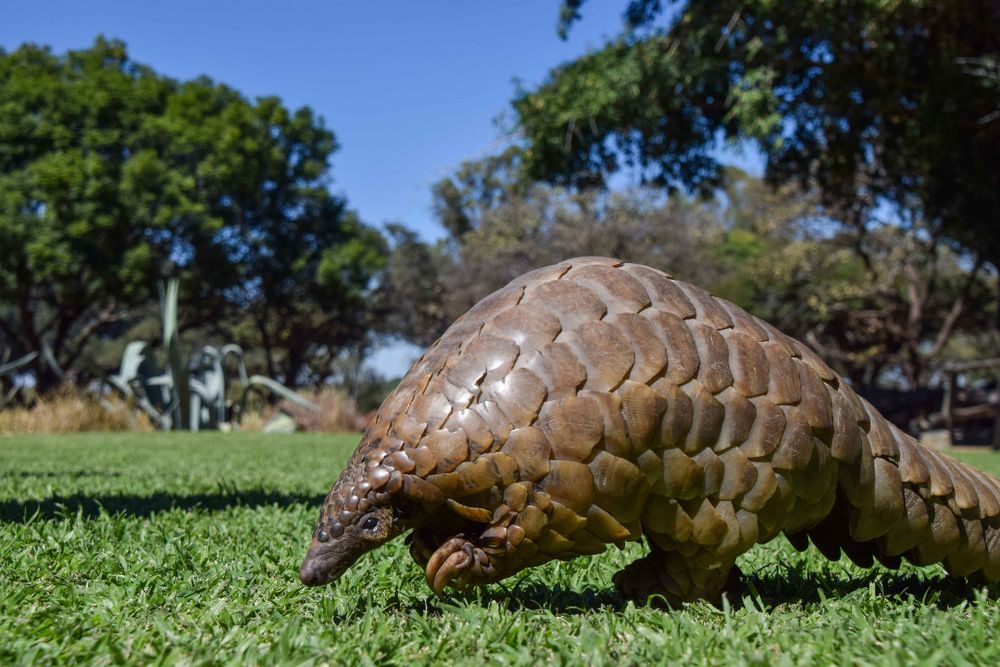 Pangolin walking on a field.