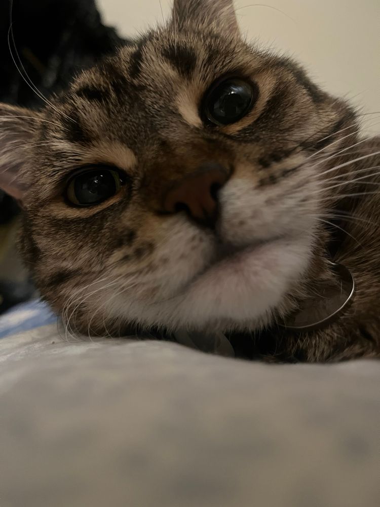 My cat, Rupert, in a close-up shot. He’s brown and black and has a white chin and long white whiskers. 