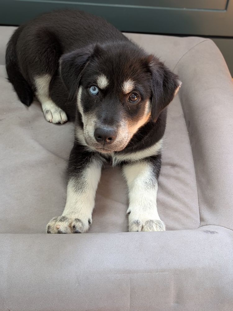 Unrelentingly adorable husky/golden puppy.