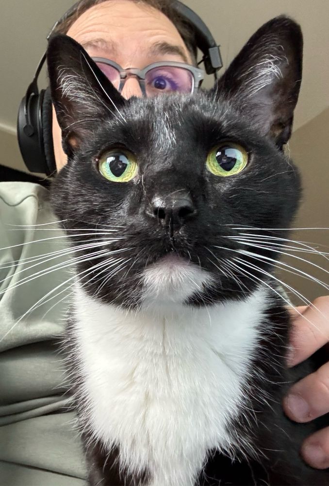 A tuxedo cat 