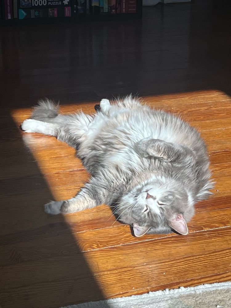 A sleeping cat lying on his back in a sunbeam casting light onto a wooden floor.