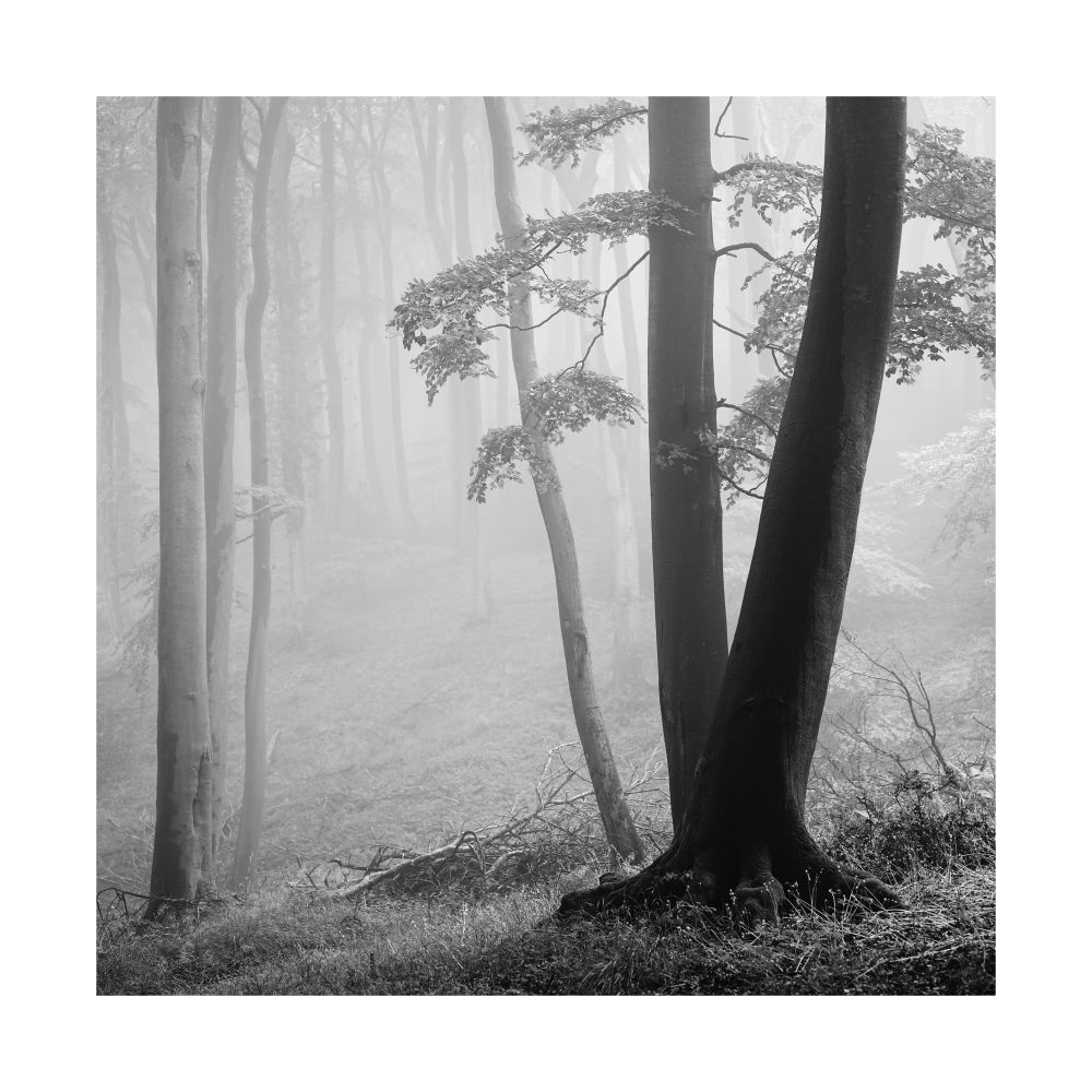 A black and white image of a woodland scene in misty conditions. © Damian Ward 2025