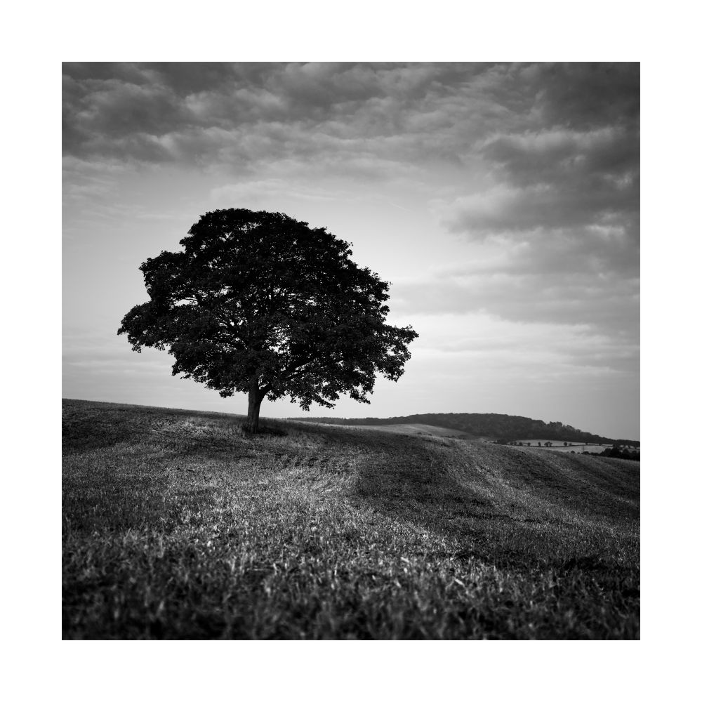 A lack and white image of a lone tree standing in a harvested field. The field has lines and different tones from the different cuts to the crop. © Damian Ward 2025. 