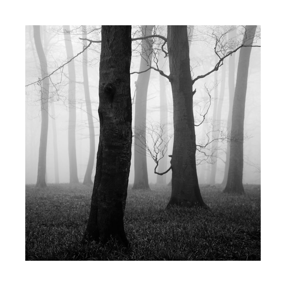 A black and white image of a foggy woodland with two dark beech trees standing opposite each other the trees look a bit like two cowboys before gun fight. © Damian Ward 2025. 