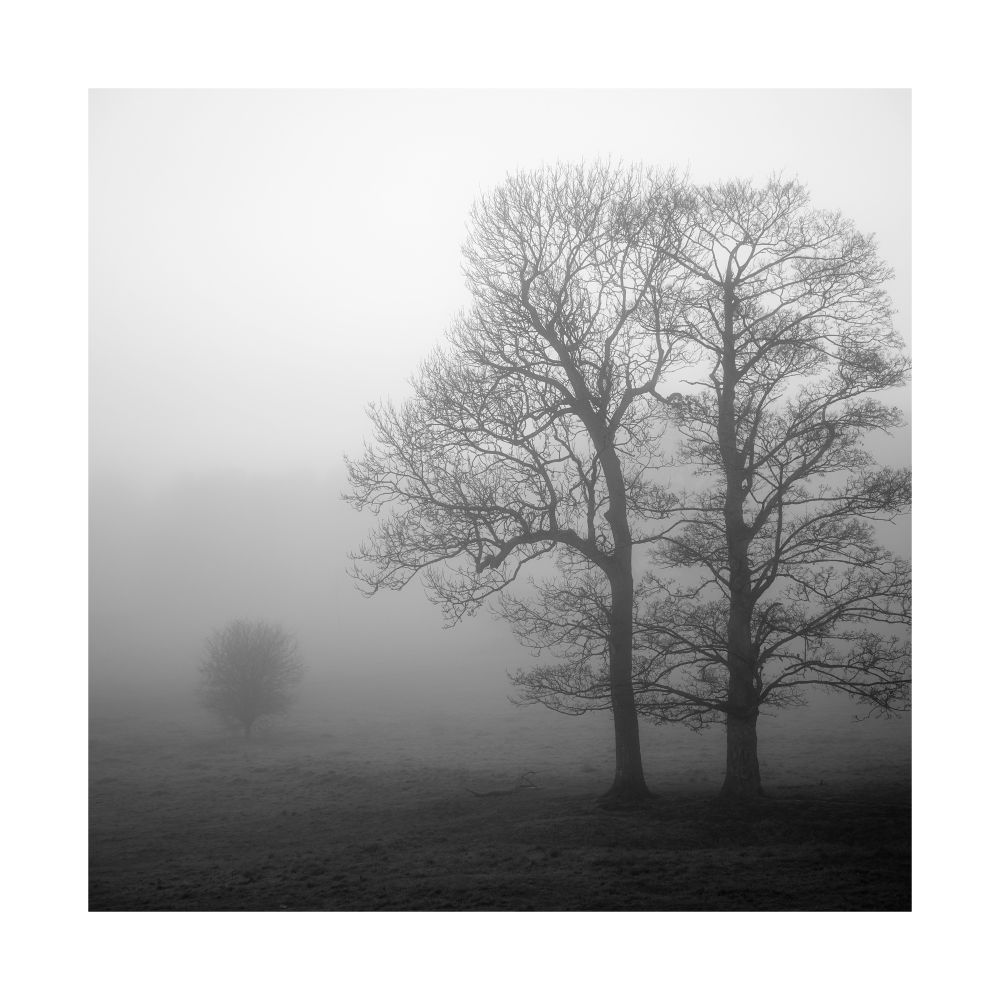 A black and white image of three trees in fog. On the right-hand side there are two tall skeletal trees and on the left a small rounded tree. 

© Damian Ward 2025. 