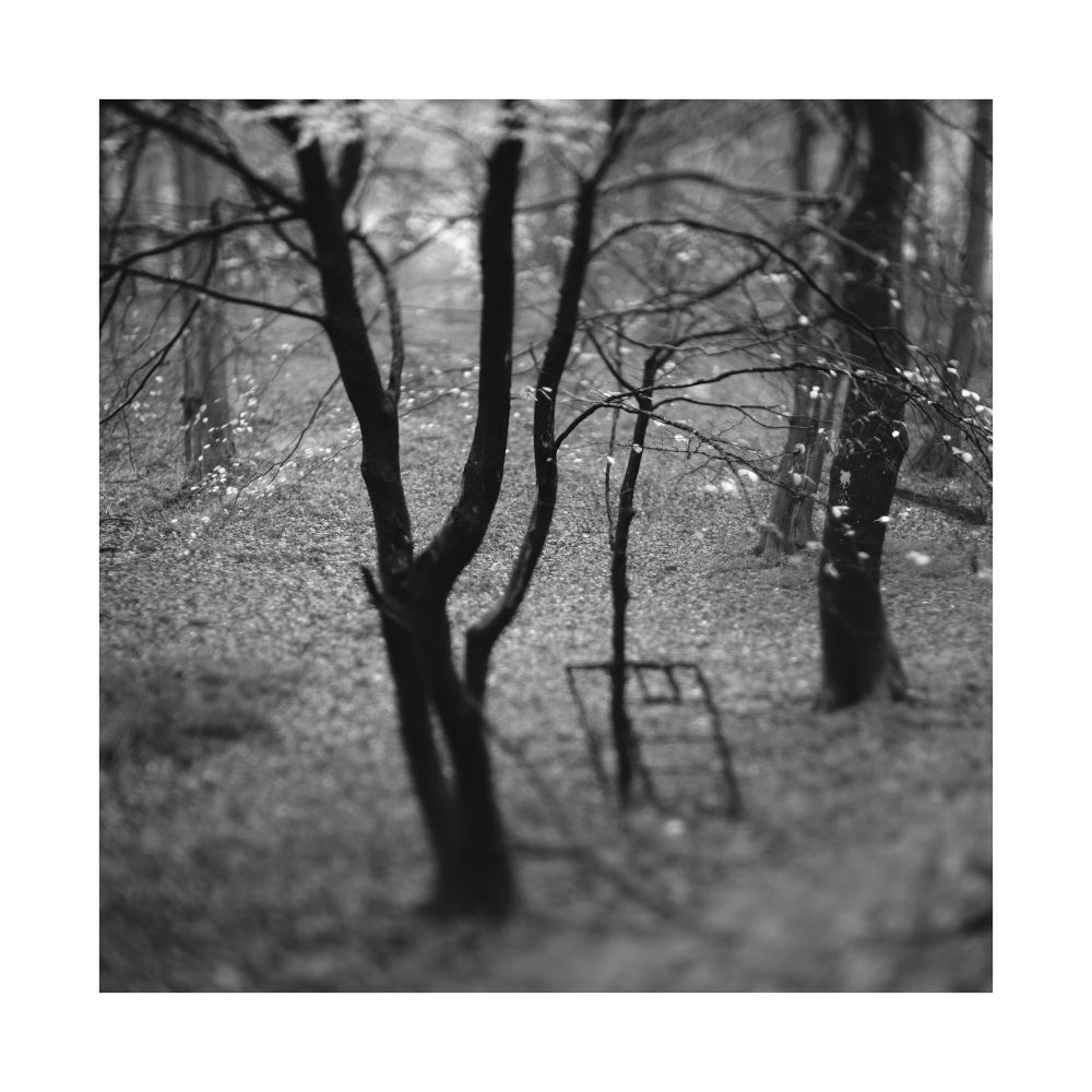 A black and white image of a forked tree in a piece of woodland, with a square metal object sitting close by. 

© Damian Ward 2025. 