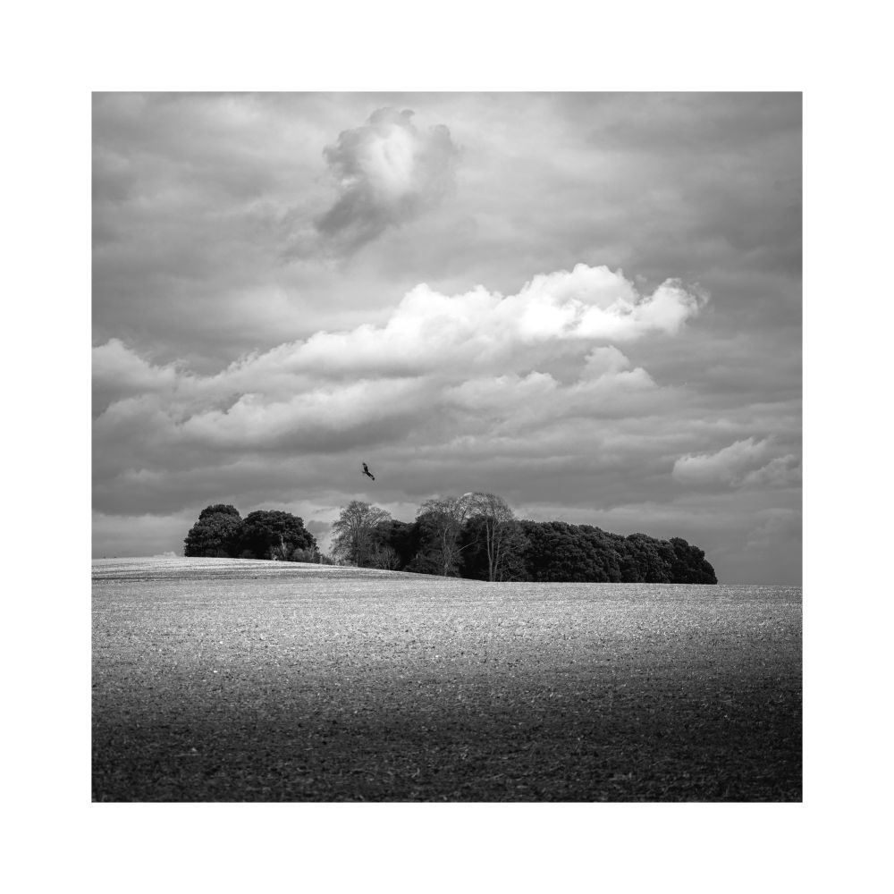 A black and white image of a small woodland in the middle of a a field, with a lone red kite flying over the top of it. © Damian Ward 2022