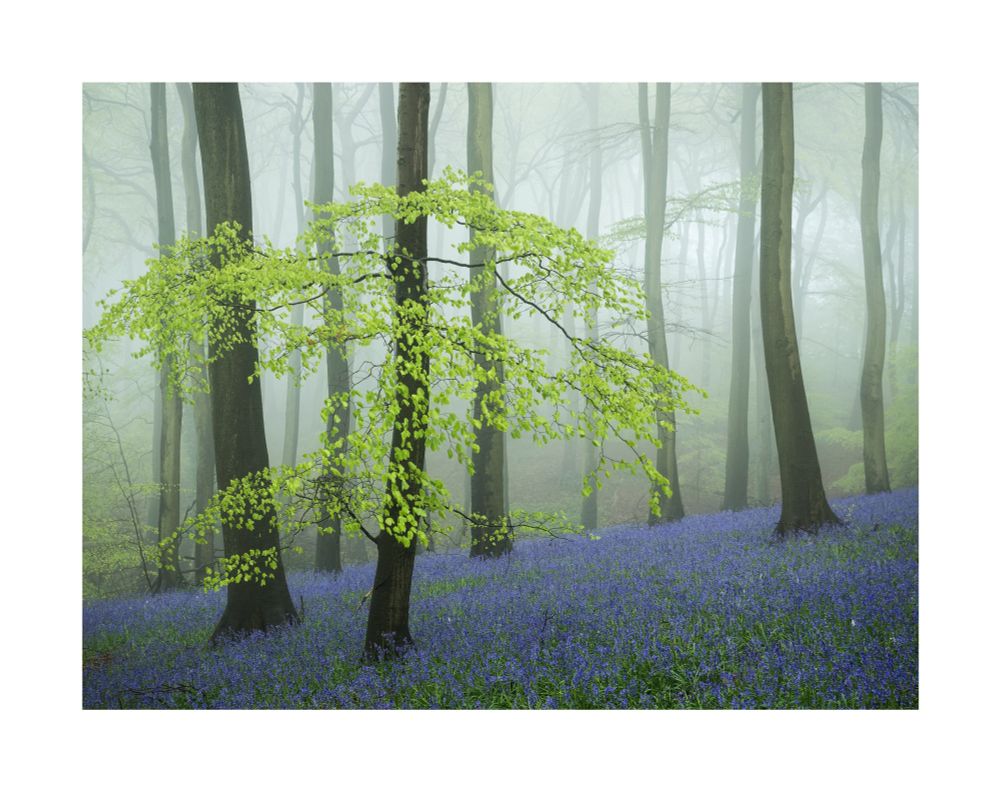 An image of a foggy bluebell woodland with a luminous green beech tree spreading its branches. © Damian Ward 2018