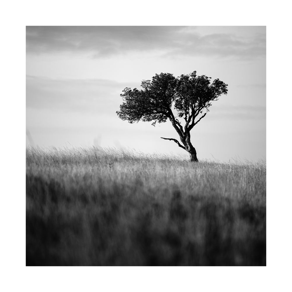 A black and white image of an angled tree amongst done long dry summer grasses. © Damian Ward 2025. 