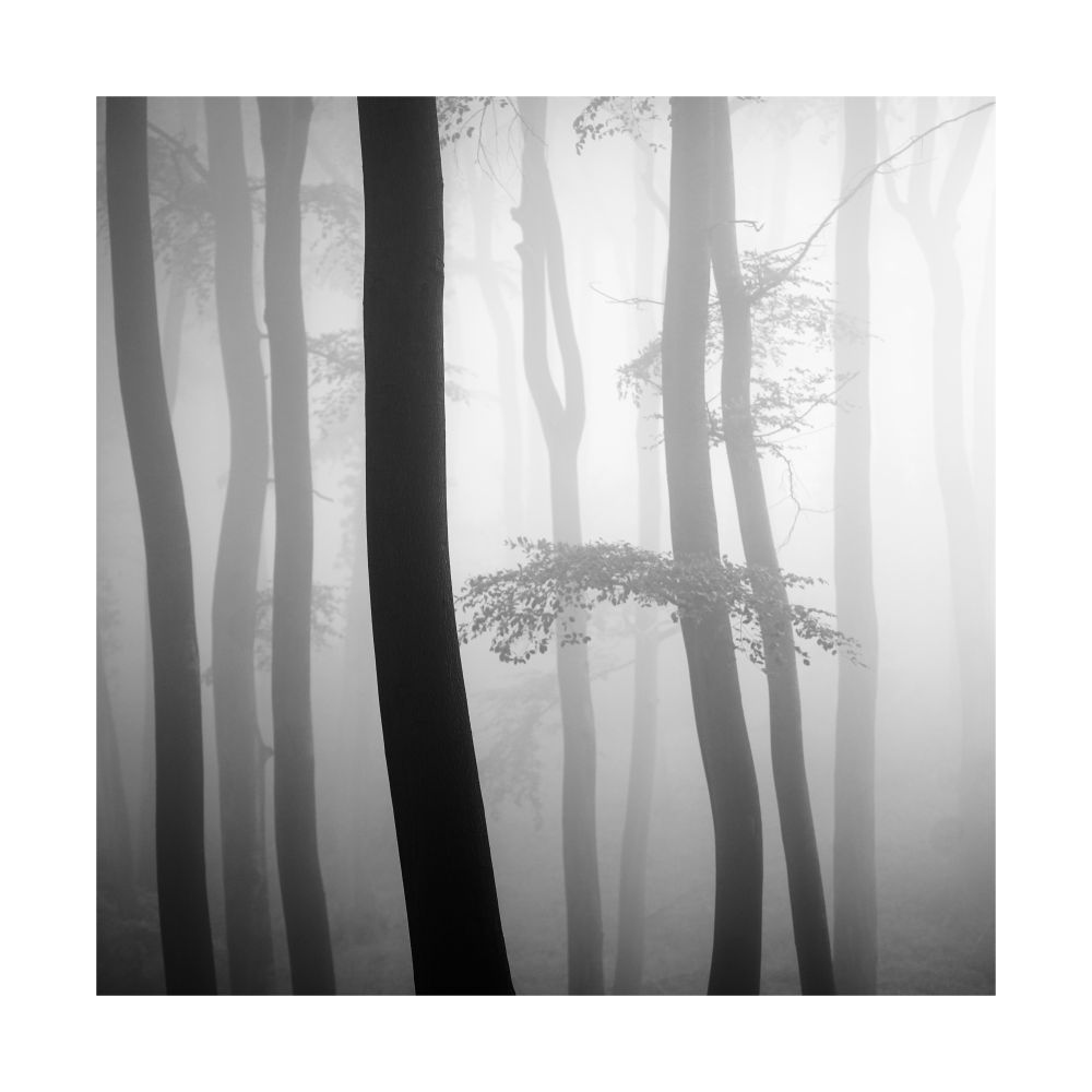 A black and white image of some tall beech trees in thick fog. 

© Damian Ward 2025. 