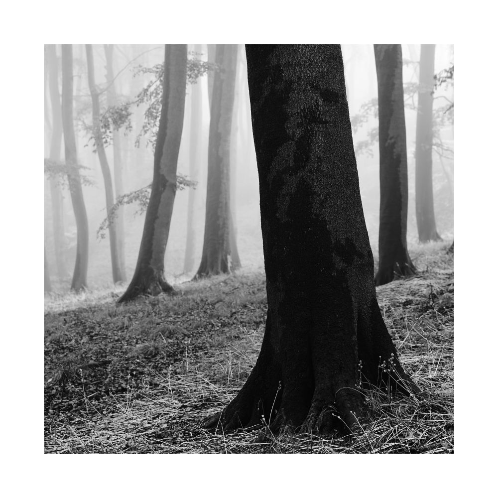 A black and white image of a misty woodland in the Chiltern Hills. © Damian Ward 2025. 