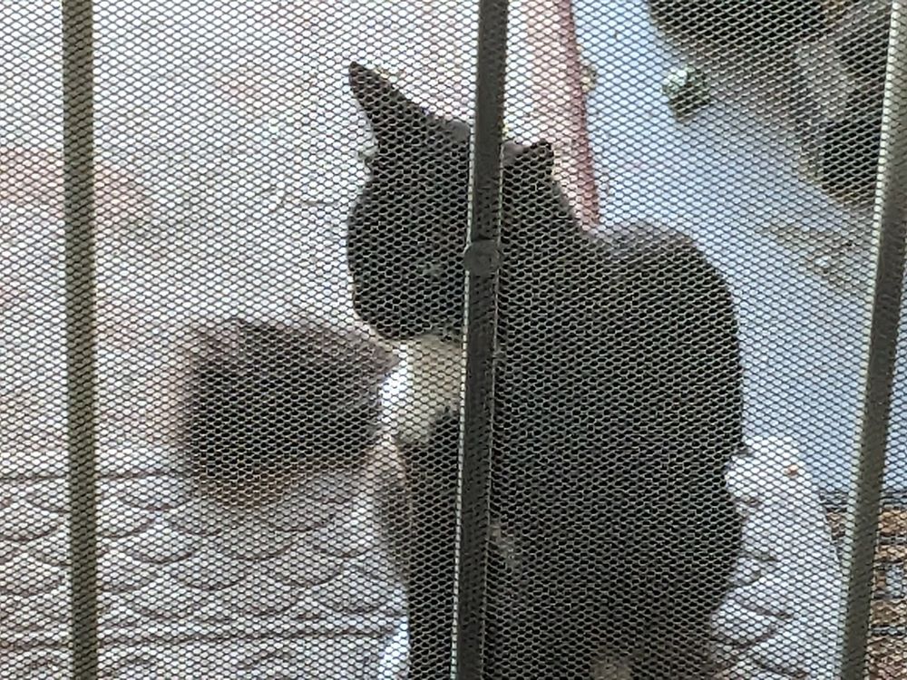 Tuxedo cat on the other side of a screen door