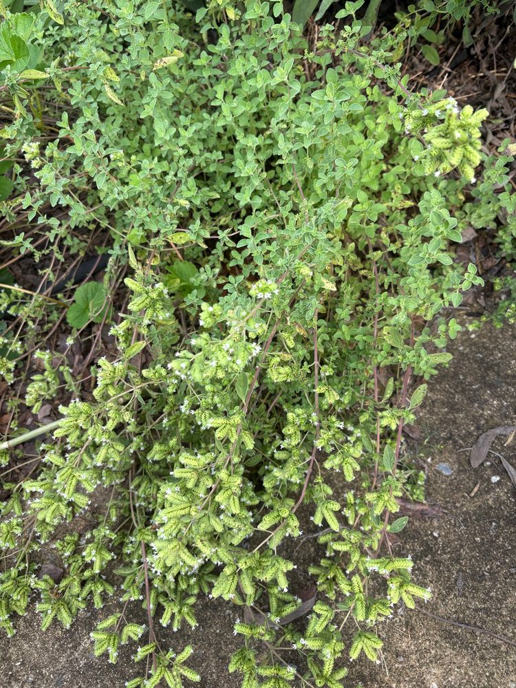 Oregano flowers and leaves growing over some concrete