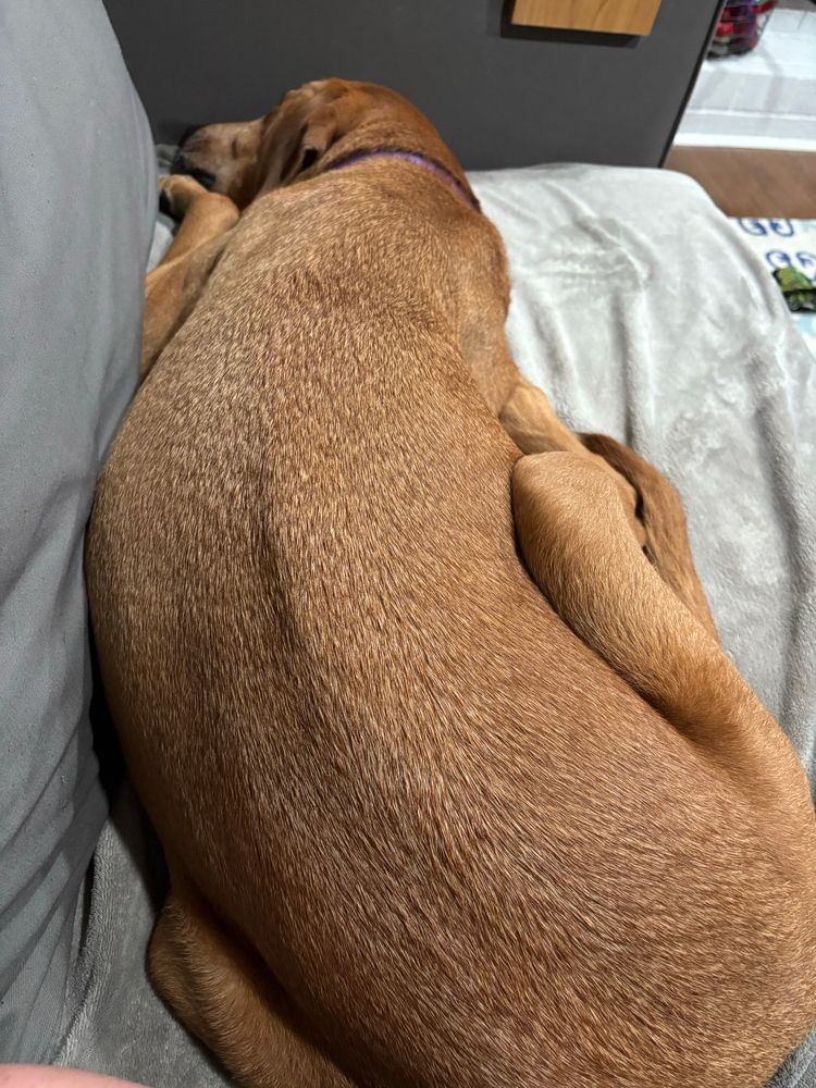 A large brown dog fits himself into the space on my couch 
