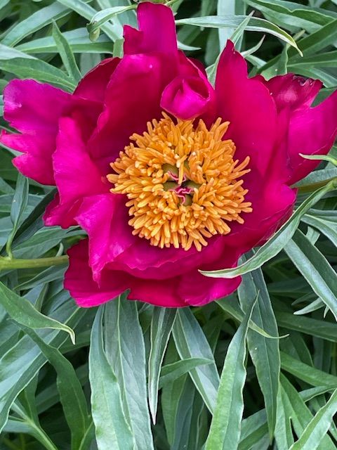 A close-up of a fern peony. The petals are bright fuchsia and the centre is golden yellow.
