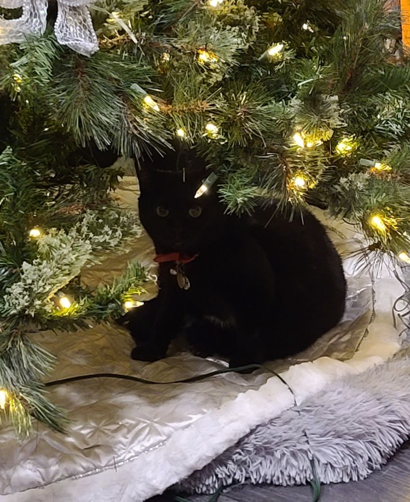 Void kitty under a Christmas tree. 🎄 