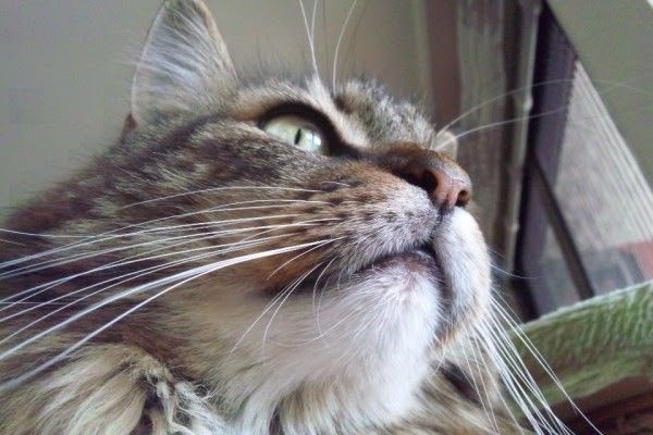 Hooちゃん（メインクーン 女の子 うちのねこ）