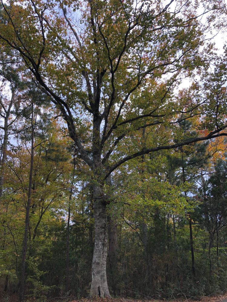 A beautiful beech tree standing tall in the land of sand 