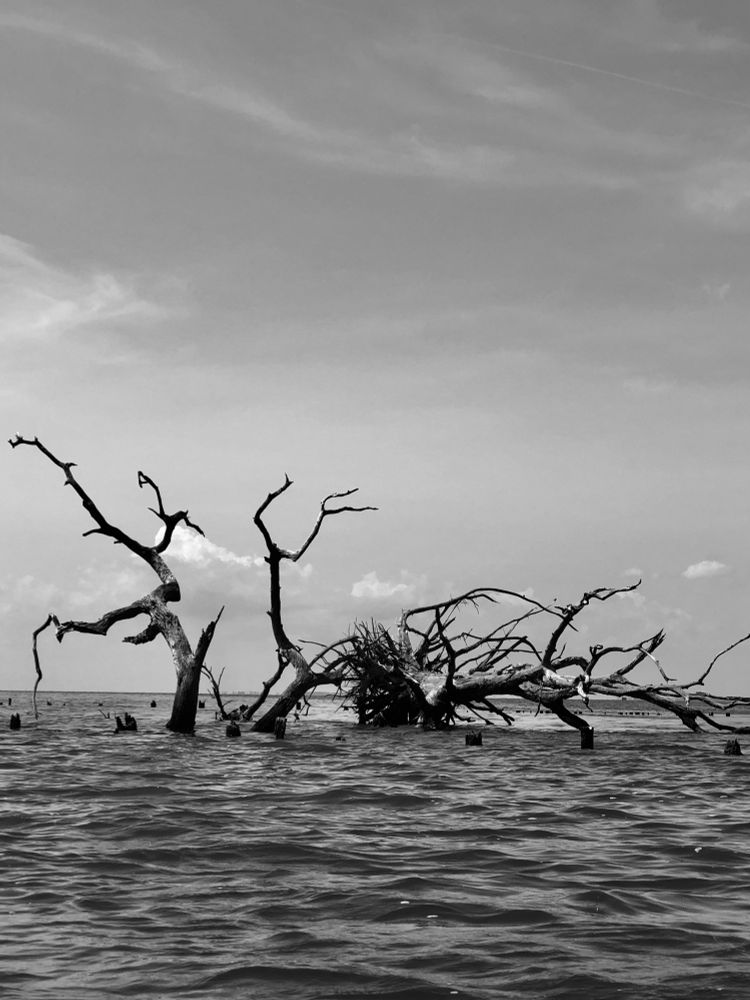 Trees that were once on ground are now in water due to erosion. This is at Monkey Island NC in the Currituck Sound. There are remains of a bulkhead that was against land but now is out in water, showing that a large portion of the island is gone. 