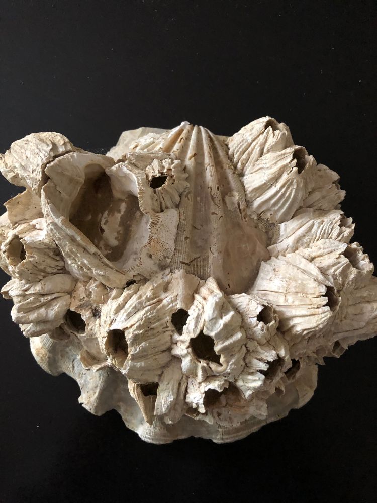 A scallop fossil with barnacles found in Williamsburg Virginia 