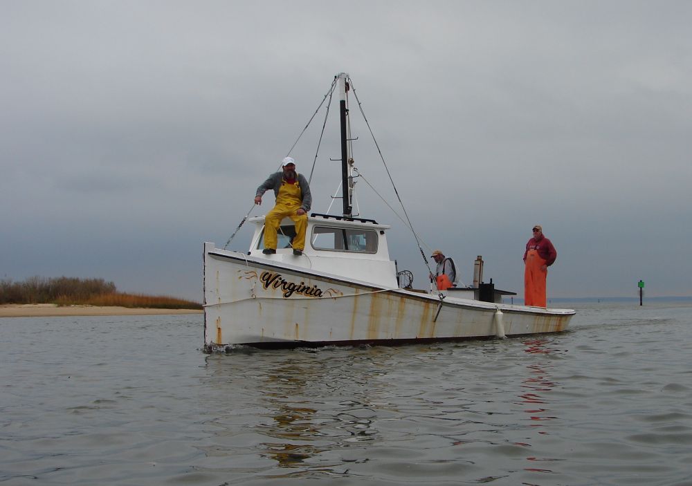 Oystermen coming back into Deep Creek 