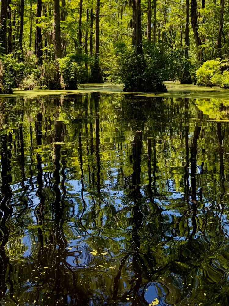 The enclosure of trees and reflecting dark water brings you to the church in the swamp. No yapping preacher, but birds give the sermon. Linger in this holy sepulcher of cypress and tupelo, you are not needed outside our world. 
