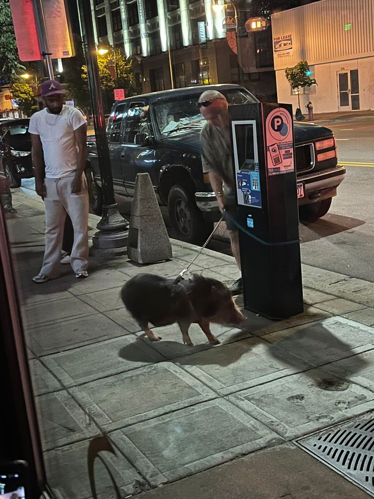man walking his pig on Lake Street in Uptown.