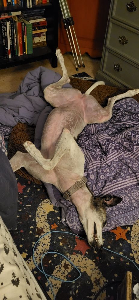 A greyhound on her back
