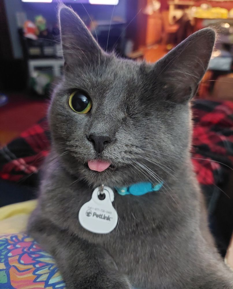 A gray, one-eyed cat named Mimi, who has her tongue sticking out. Notably, she has a tag on her collar that says "PetLink". If she were to become lost, the tag would serve as a notice that a veterinarian or animal shelter could scan her to get my contact information off of her microchip.