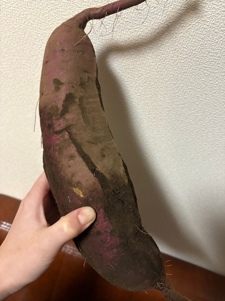 収穫したてのさつまいもを持っている