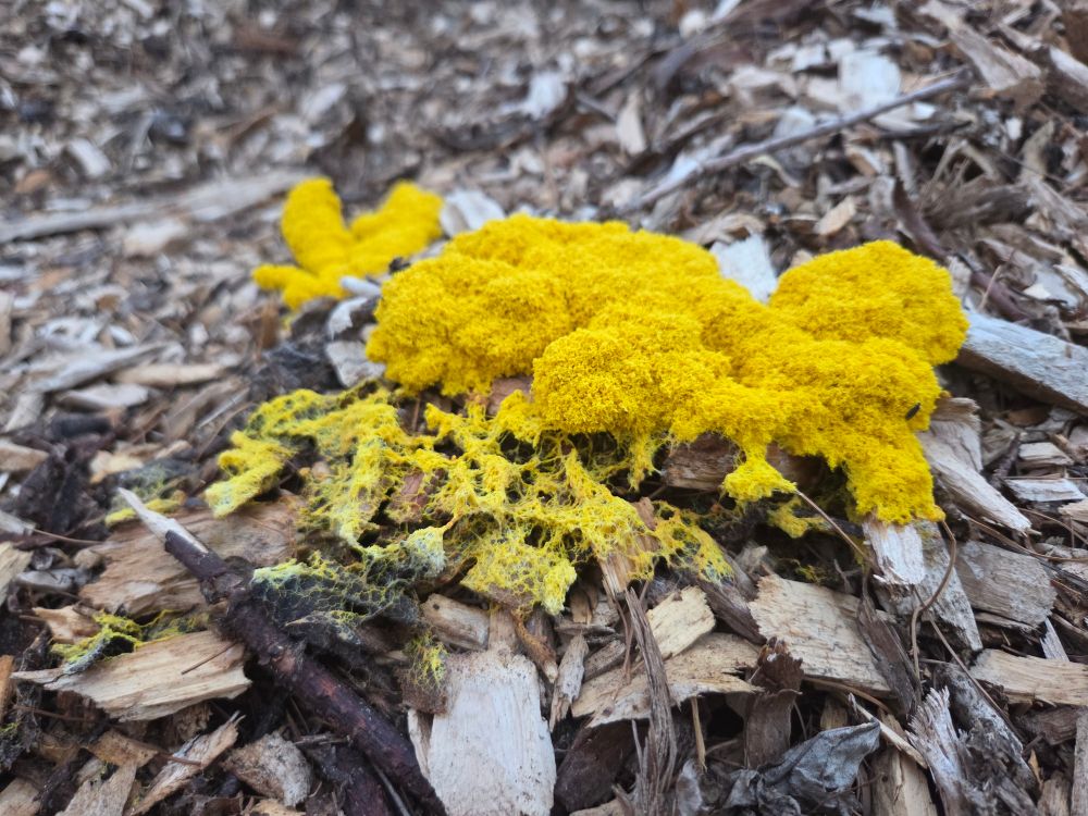 Photo of a bright yellow slime mold growing on wood mulch