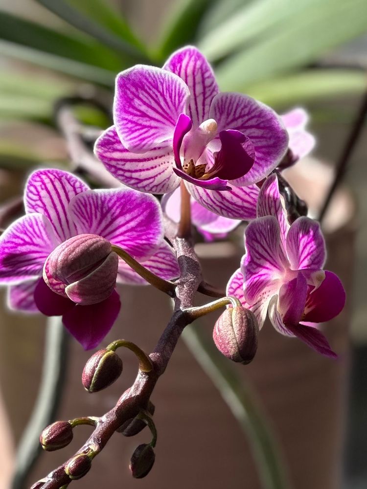 Orchid in bloom. 
