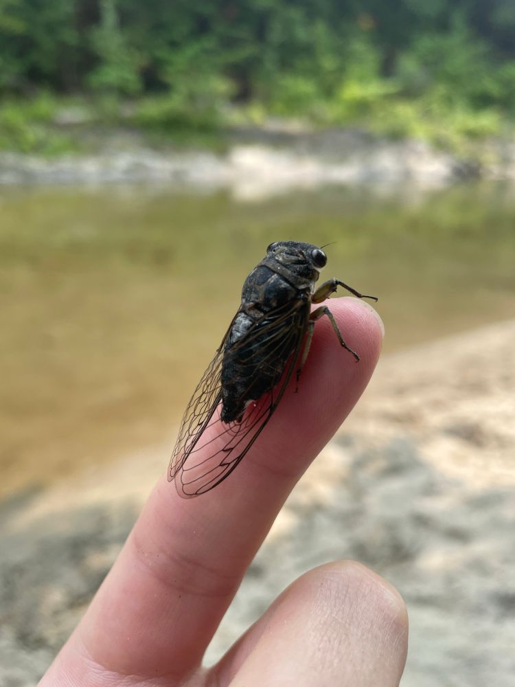 A cicada perches on Adrian’s outstretched index finger, with a river and woods in the blurry background
