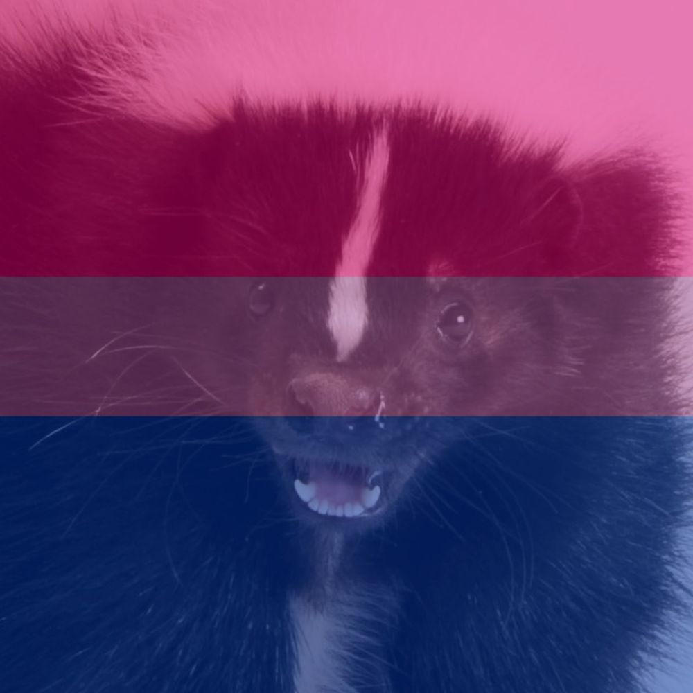 A stock image of a skunk, with an opaque bisexual pride flag overlayed on top of it.