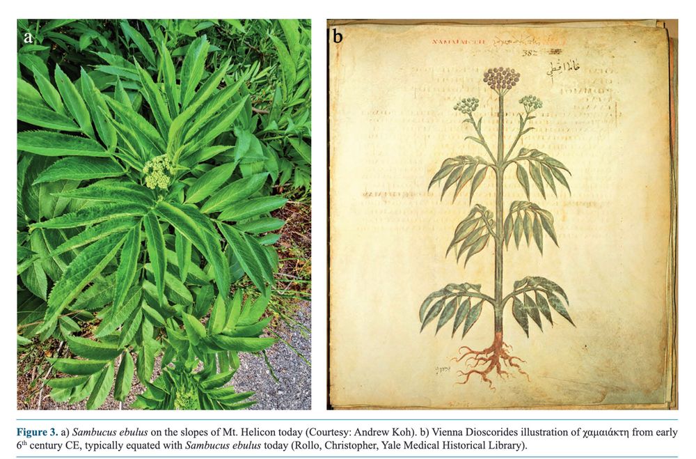 "Figure 3. a) Sambucus ebulus on the slopes of Mt. Helicon today (Courtesy: Andrew Koh). b) Vienna Dioscorides illustration of χαμαιάκτη from early 6th century CE, typically equated with Sambucus ebulus today (Rollo, Christopher, Yale Medical Historical Library).14    Ps.-Thess. Presb. 27.4; Robertson (1978, 68-71); Tolsa (2019, 637). Nelson (2005, 219-36) argues that the oration is an excerpt of the lost third-century history of Kos by Makareus. Tolsa (2019, 637-38 n. 31) finds Nelson’s view speculative. 15    While there is great overlap between the known uses for Helleborustoday and what is written in antiquity, modern medicine has nuanced its properties into realms such as immunostimulation for anticancer treat-ment. Büssing and Schweizer (1998). 16    Scientists today typically identify ancient white hellebore (Figure 2) as Veratrum album and ancient black hellebore as Helleborus cyclophyllussince H. niger is thought to grow only as far south as the northern Balkans today. Long et al. (2023). 17    Hor. S. 2.3.83, 166; Ov. Pont. 4.3.53; Pers. 4.16; Juv. 13.97. See also Sumler (2023, 57). 18    Plin. Nat. 25.52. 19    Huntsman (2009, 124-9.) 20    Cic. Orat. 1.14.62. The dramatic date of the De oratore is 91 BCE. 21 De morbis acutis et chronicis 1.15.138. " 