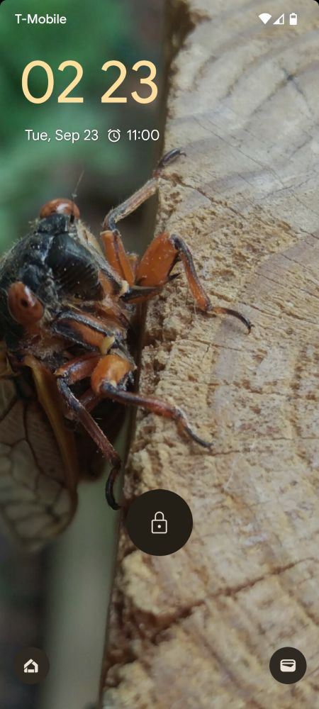 Phone lock screen is a close up of a cicada on a fence post