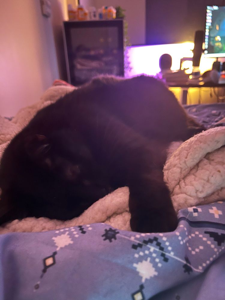 A black cat lying face down on a white blanket 
