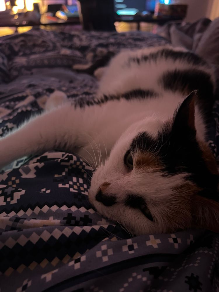 A calico cat lying on a blue blanket 