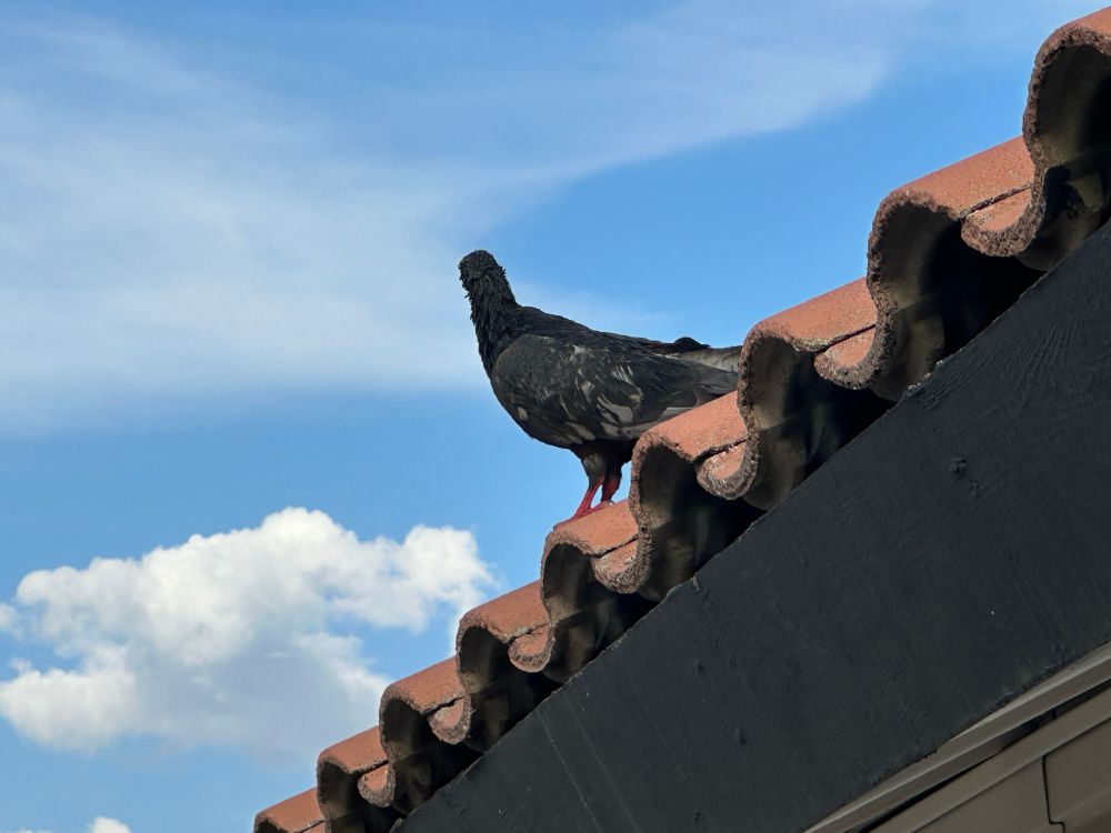 a bird on the roof in las vegas nevada