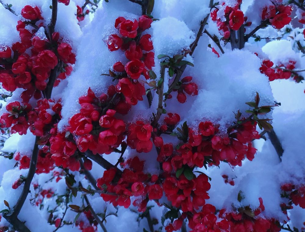 Rote Blüten unter einer dicken Schneeschicht
