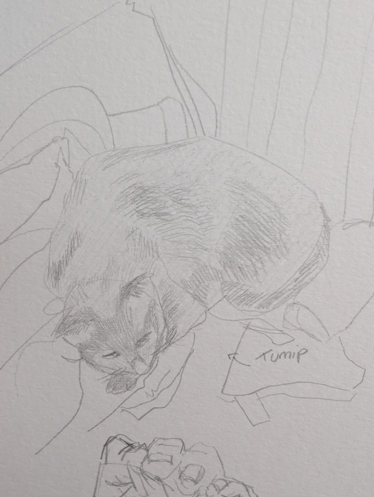 Pencil drawing of a black cat curled up on some fabric