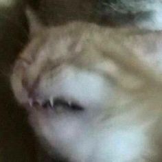Picture of a cat grimacing in disgust 